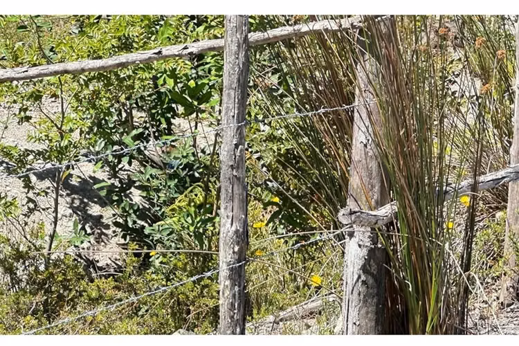Parcela con bosque nativo en puerto varas