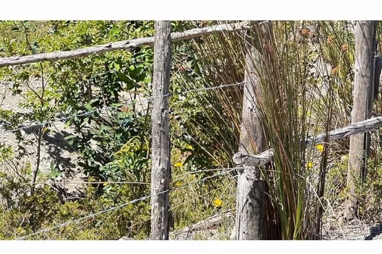 Parcela con bosque nativo en puerto varas