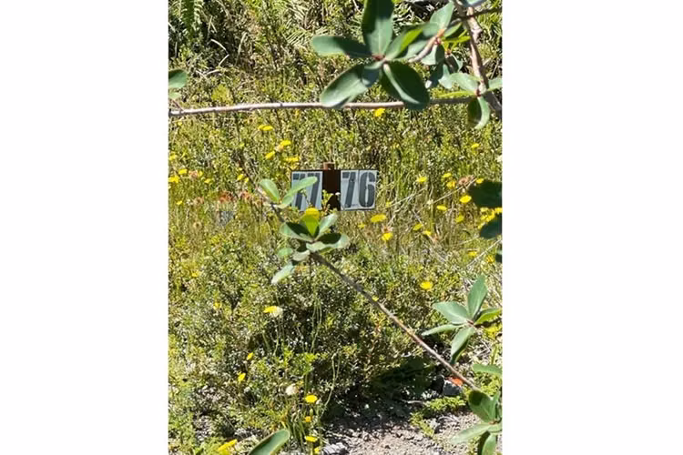 Parcela con bosque nativo en puerto varas