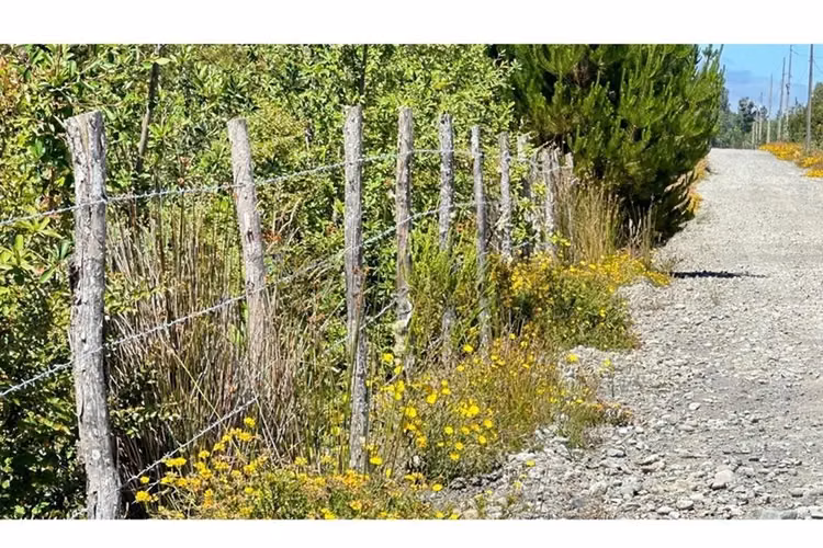 Parcela con bosque nativo en puerto varas