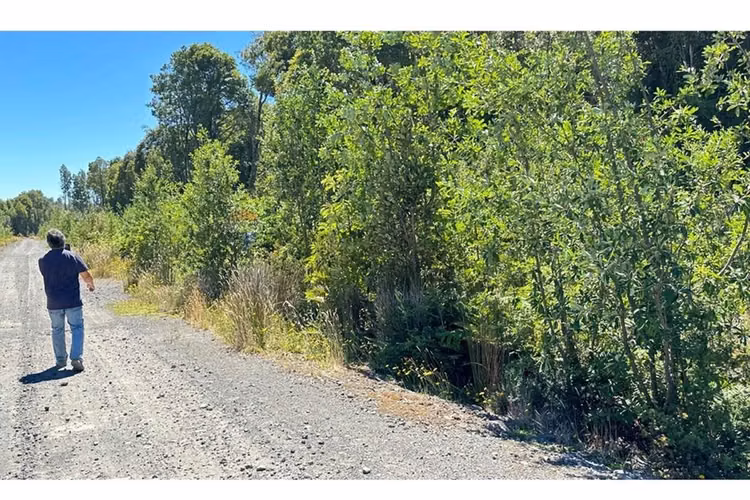 Parcela con bosque nativo en puerto varas