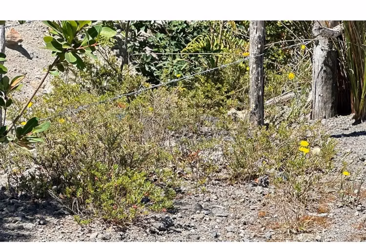 Parcela con bosque nativo en puerto varas