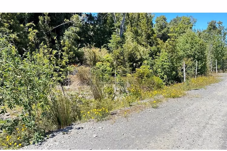 Parcela con bosque nativo en puerto varas