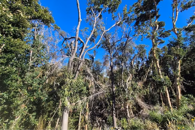 Lote 3,6 ha orilla de mar cohen, quinchao unico!