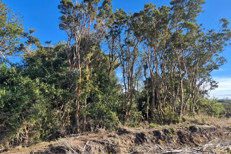 Lote 3,6 ha orilla de mar cohen, quinchao unico!