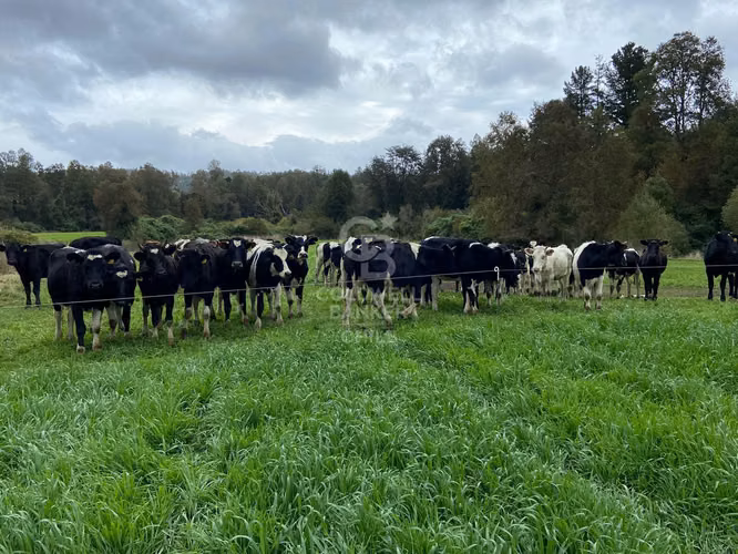 Campo funcionando |  Lechería y plantación de frutales