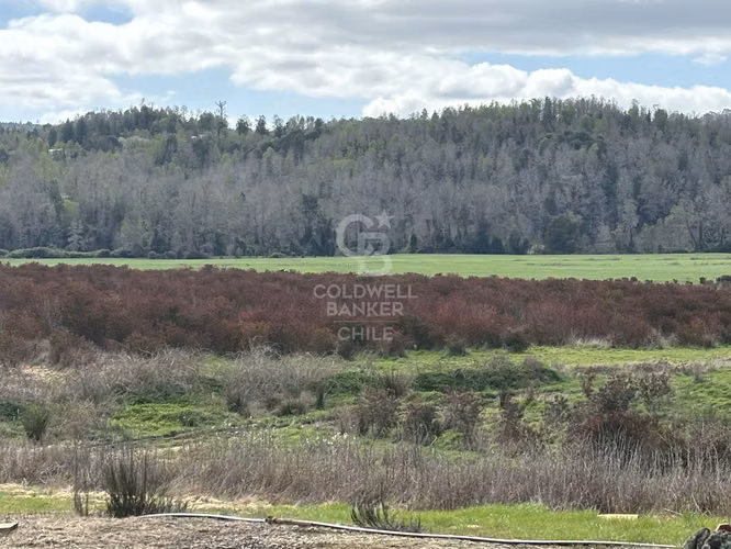 Campo funcionando |  Lechería y plantación de frutales