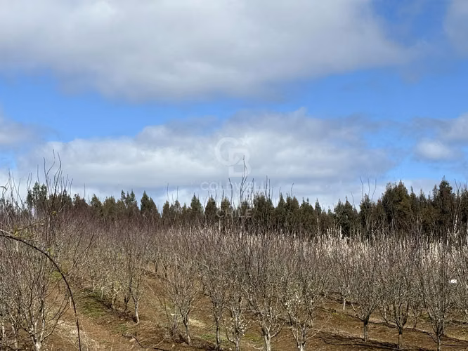 Campo funcionando |  Lechería y plantación de frutales