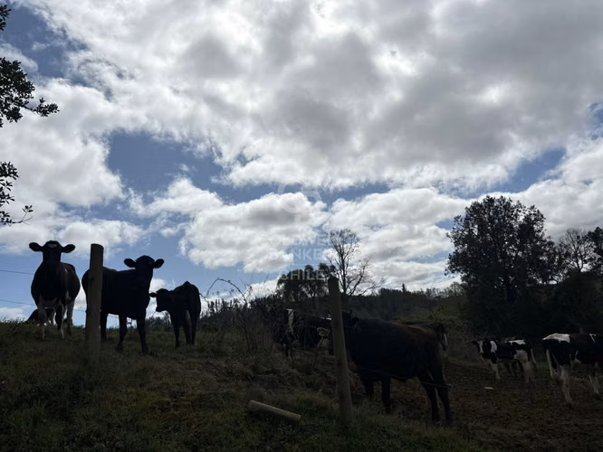 Campo funcionando |  Lechería y plantación de frutales