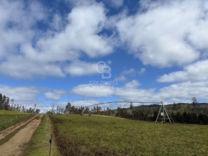 Campo funcionando |  Lechería y plantación de frutales