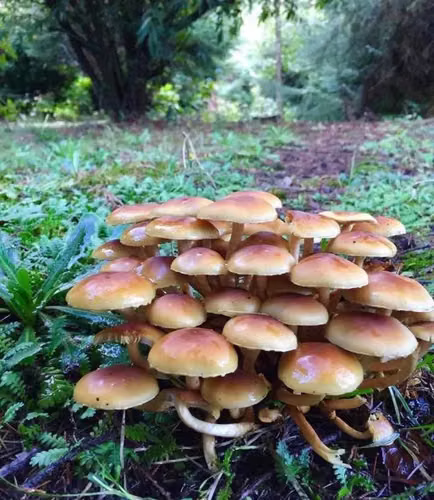 ¡OPORTUNIDAD EN PUERTO VARAS! Casa Parque Ivian (169263) - Imagen 24