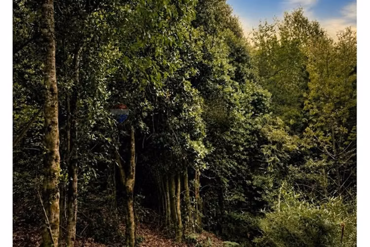 Altos de valdivia | bosque nativo y estero natural