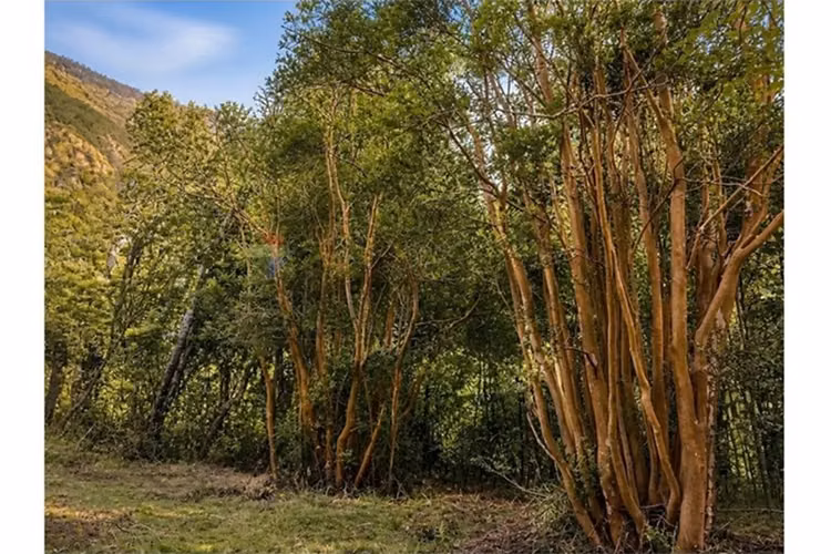 Altos de valdivia | bosque nativo y estero natural