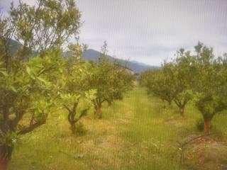 Agrícola en venta en Curacaví - Imagen 7