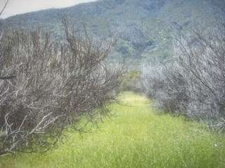 Agrícola en venta en Curacaví - Imagen 5