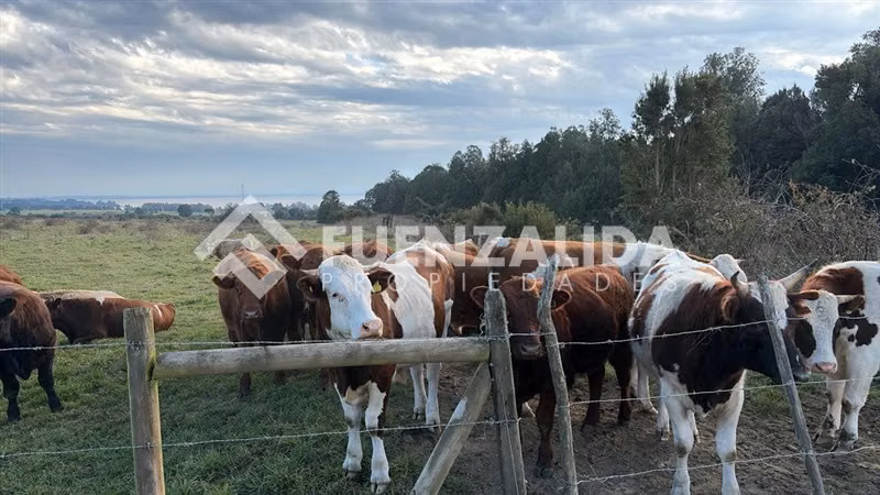 Parcela Venta BAJO DE PRECIO Sector Los Riscos Puerto Varas