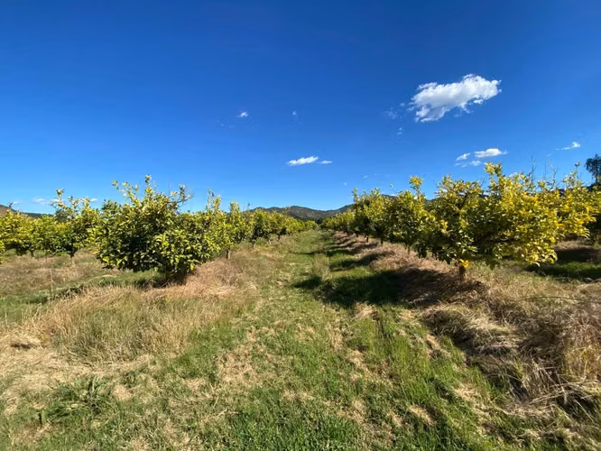 PARCELAS A 20 MINUTOS DE SANTA CRUZ TERRENO PLANO CON FRUTALES
