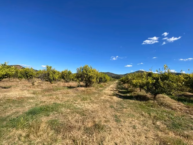 PARCELAS A 20 MINUTOS DE SANTA CRUZ TERRENO PLANO CON FRUTALES