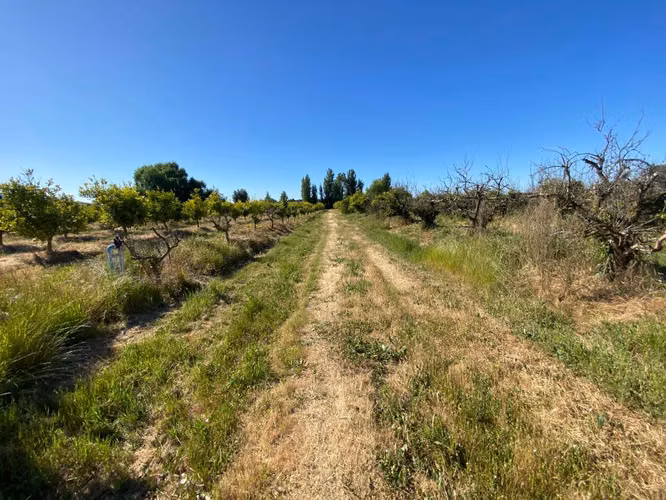 PARCELAS A 20 MINUTOS DE SANTA CRUZ TERRENO PLANO CON FRUTALES
