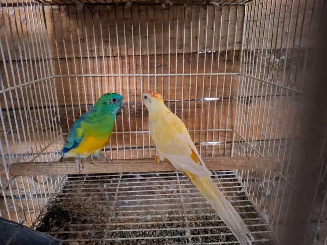 Lindas Rabadillas!!