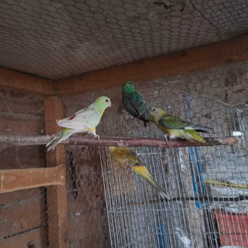 Lindas Rabadillas!!