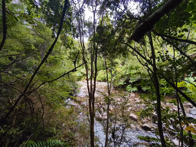 Remate 1 Há costa de rio, Lago Chapo. PM. (169510)