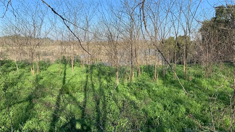 PARCELA Melocura, San Javier de Loncomilla
