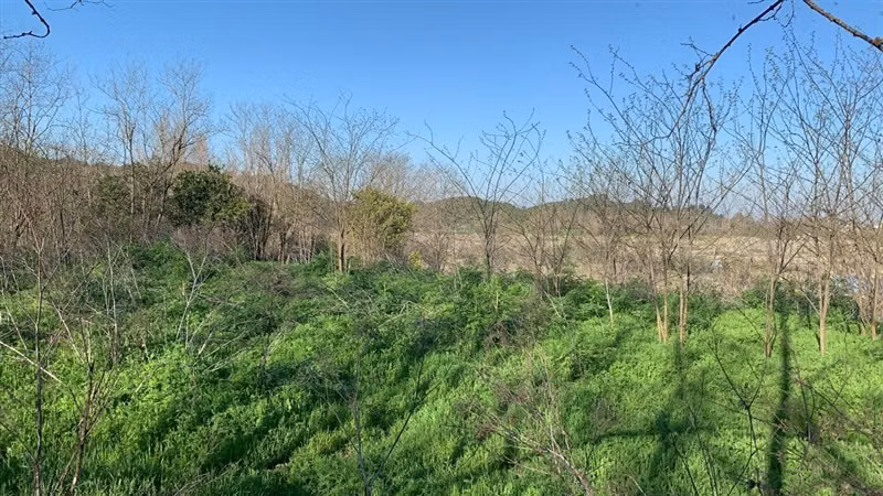 PARCELA Melocura, San Javier de Loncomilla