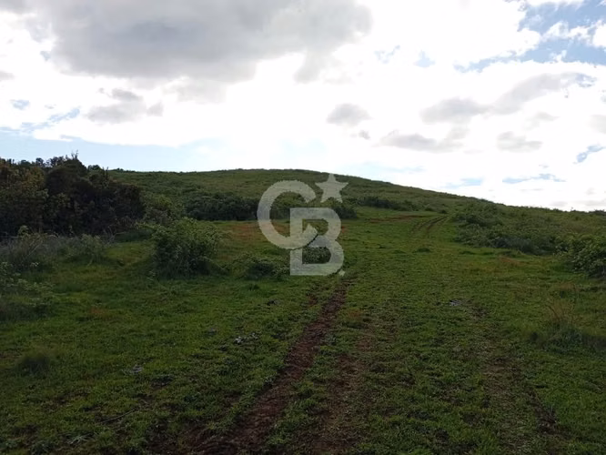 Hermoso Campo de 84 Hectáreas - Inversión.