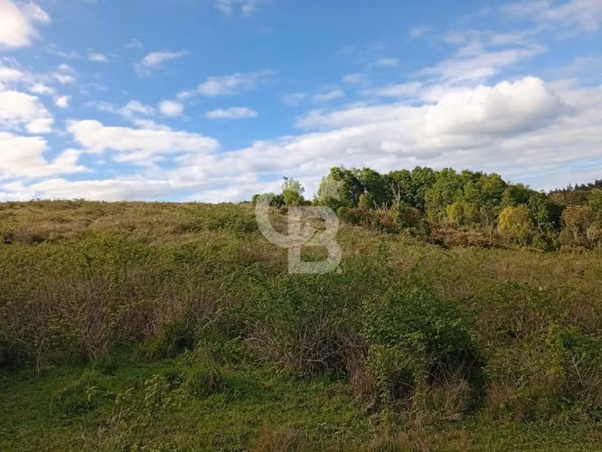 Hermoso Campo de 84 Hectáreas - Inversión.