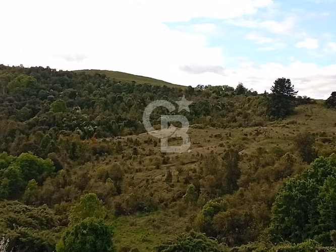 Hermoso Campo de 84 Hectáreas - Inversión.
