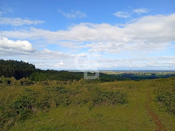 Hermoso Campo de 84 Hectáreas - Inversión.