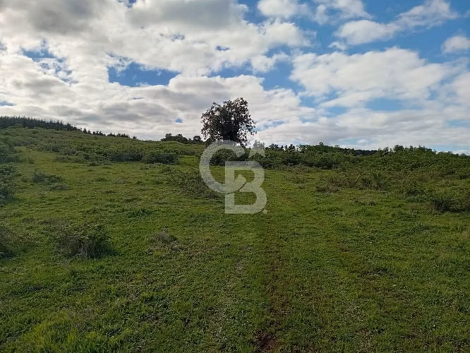 Hermoso Campo de 84 Hectáreas - Inversión.