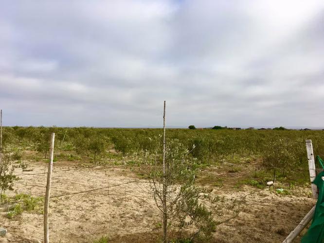 Terreno en Los Choros (169615)