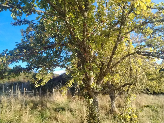 Vendo Espectacular Terreno 7,98 ha con orilla de mar en Chiloé - Imagen 3