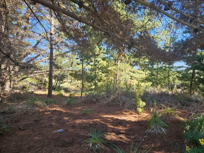 Terreno plano con vista al mar en Punta Puertecillo 5.600 m2 con vista al mar. Plano