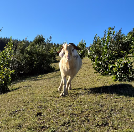 Lanco, camino a Valdivia. Financiamiento directo, Hermosas vistas panorámicas