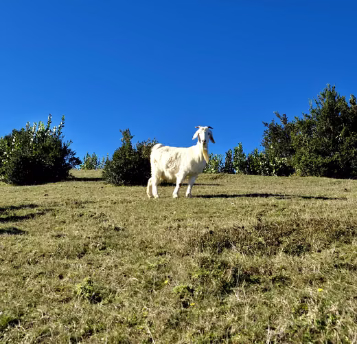 Lanco, camino a Valdivia. Financiamiento directo, Hermosas vistas panorámicas