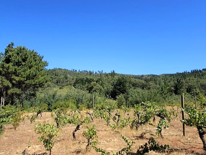 CAUQUENES // VIÑA  // CAMPO PRODUCTIVO (169679)