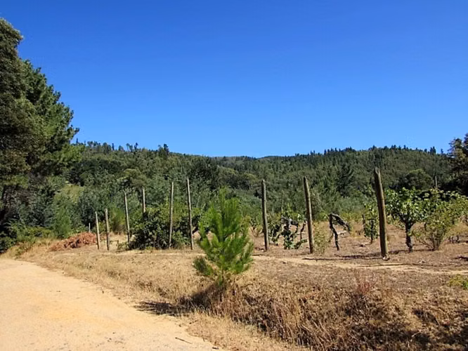 CAUQUENES // VIÑA  // CAMPO PRODUCTIVO (169679)