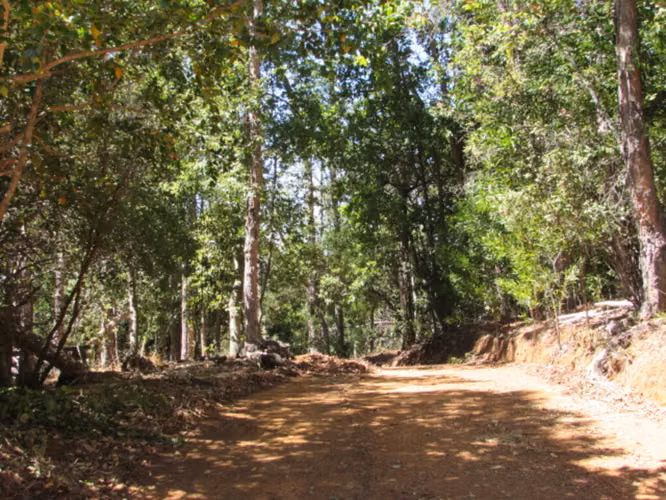 CAUQUENES // VIÑA  // CAMPO PRODUCTIVO (169679)