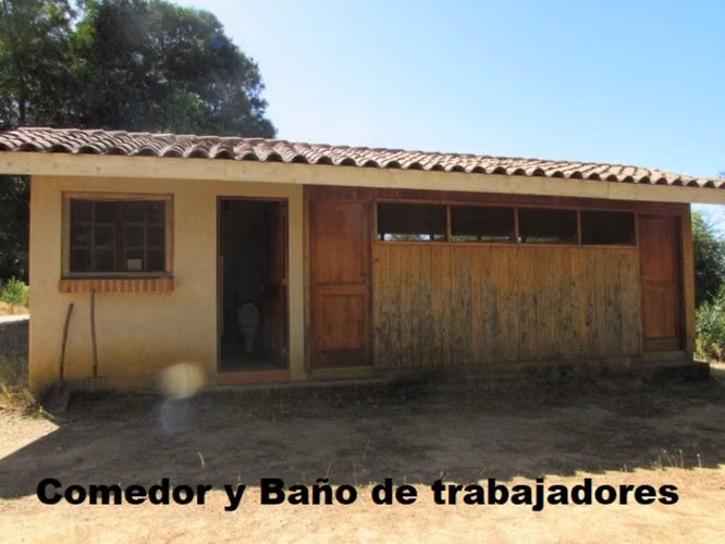 CAUQUENES // VIÑA  // CAMPO PRODUCTIVO (169679)