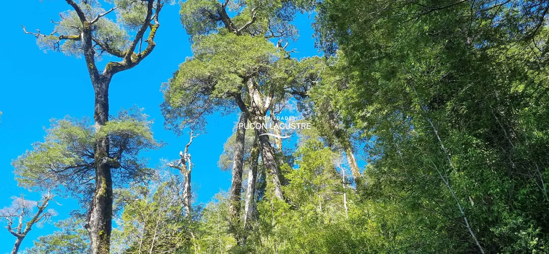 Parcela en Reserva Huilo Huilo...precio único (169727)