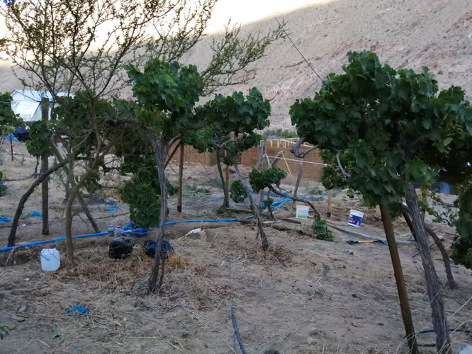 Terreno urbano en Pisco Elqui