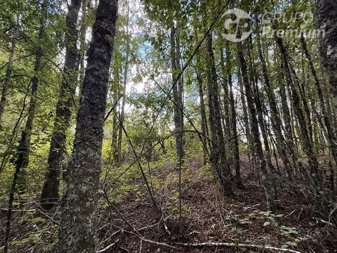 Venta-parcela-bosque nativo-estero-coigues-arrayanes - Imagen 9
