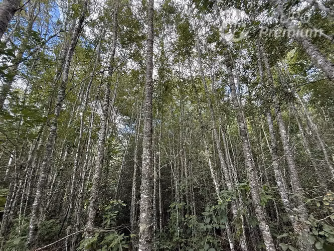 Venta-parcela-bosque nativo-estero-coigues-arrayanes