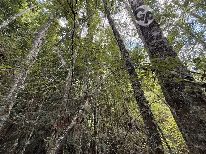 Venta-parcela-bosque nativo-estero-coigues-arrayanes
