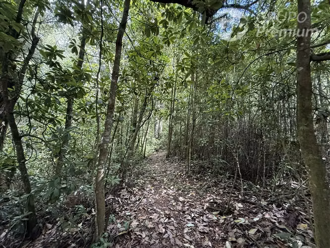 Venta-parcela-bosque nativo-estero-coigues-arrayanes