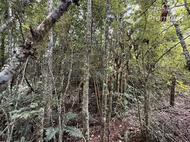 Venta-parcela-bosque nativo-estero-coigues-arrayanes - Imagen 7