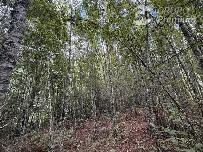 Venta-parcela-bosque nativo-estero-coigues-arrayanes